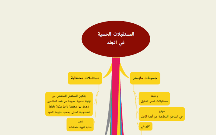 المستقبلات الحسية في الجلد بشكل خريطة ذهنية بكالوريا المنهاج السوري