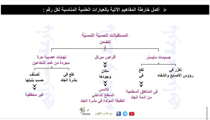 جميع خرائط المفاهيم محلولة، المرحلة الجامعية العلوم، المنهج السوري